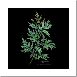 Witch herbs. Mugwort Posters and Art